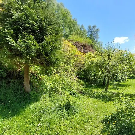 Miedzygorski Daire *